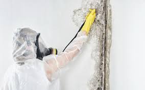 Best Industrial Mold Remediation  in Centereach, NY